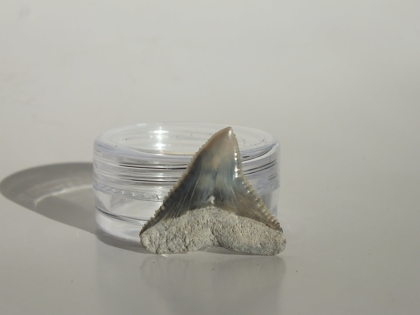 0.86" Dusky Shark Tooth (Lee Creek)