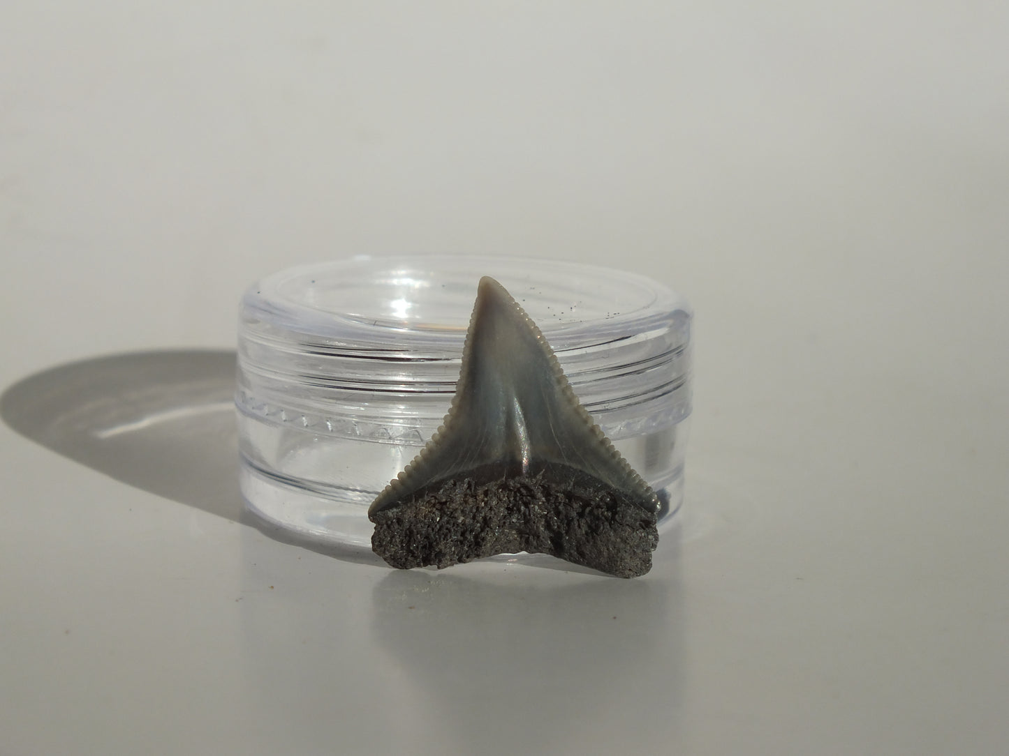 0.79" Dusky Shark Tooth (Lee Creek)