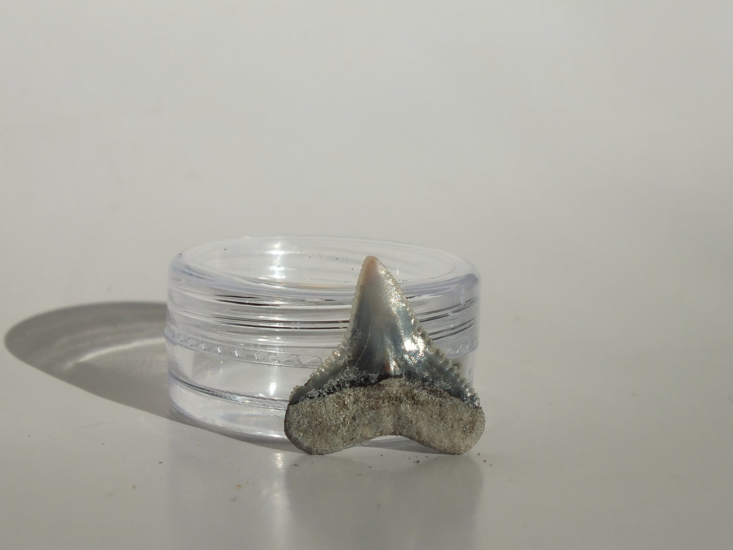 0.76" Dusky Shark Tooth (Lee Creek)