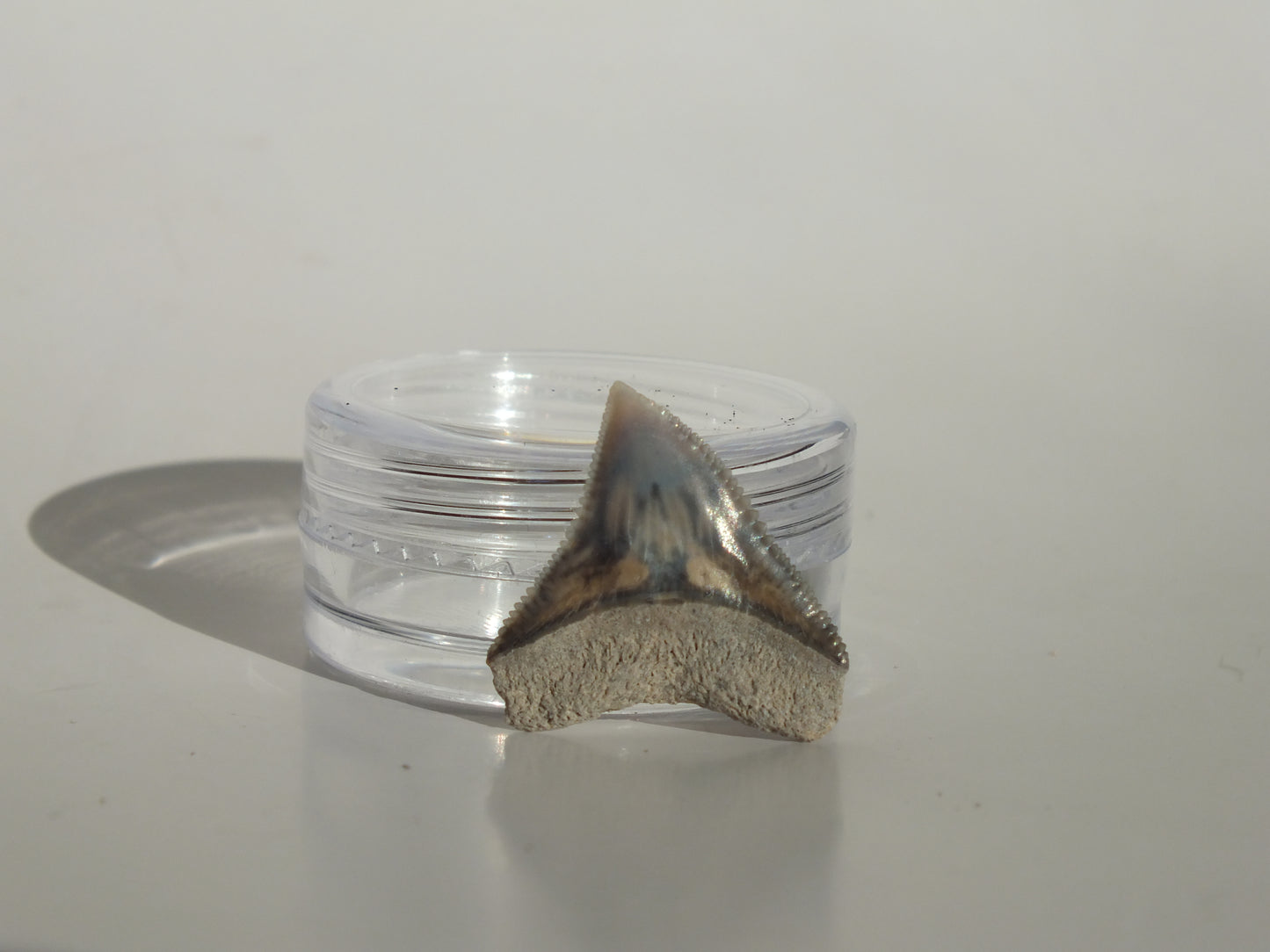 0.8" Dusky Shark Tooth (Lee Creek)