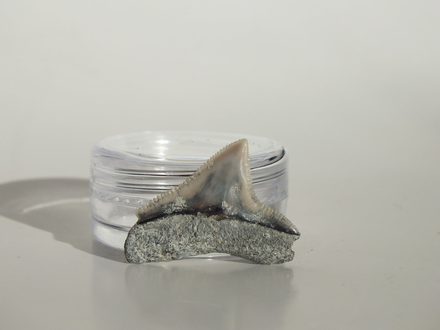 0.9" Dusky Shark Tooth (Lee Creek)