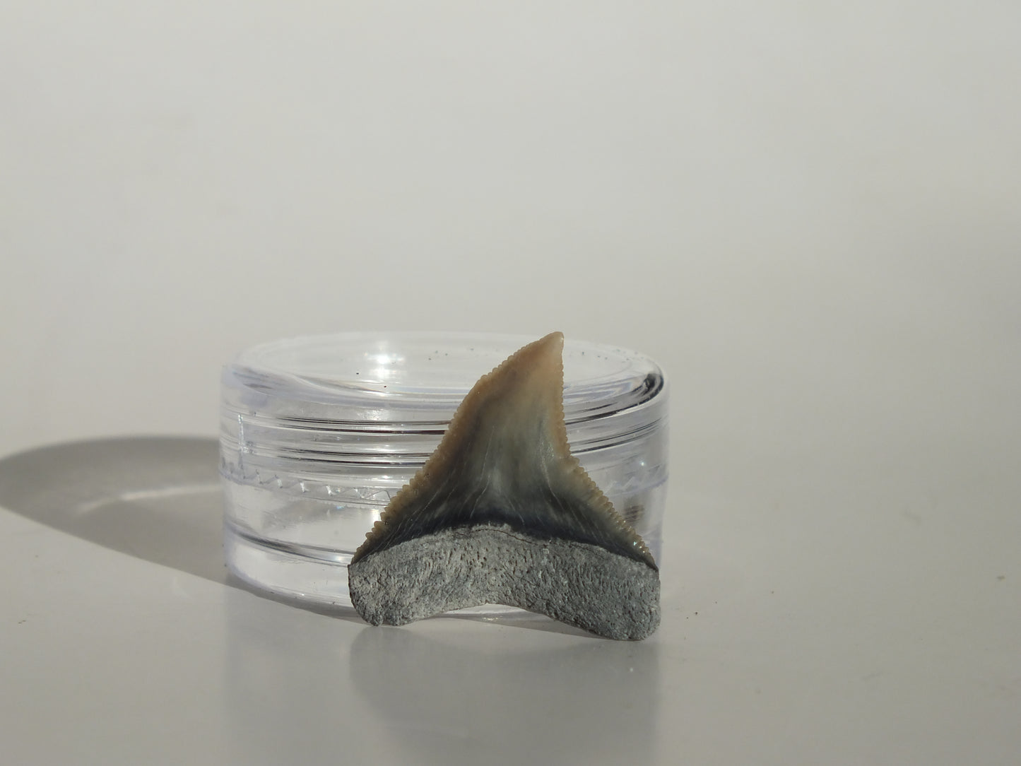 0.83" Dusky Shark Tooth (Lee Creek)