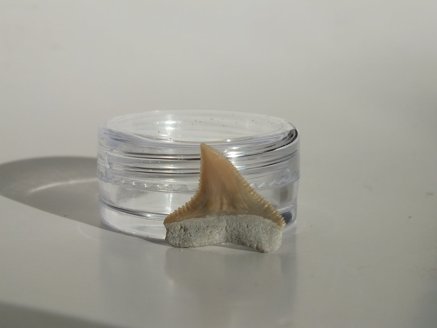 0.69" Dusky Shark Tooth (Lee Creek)