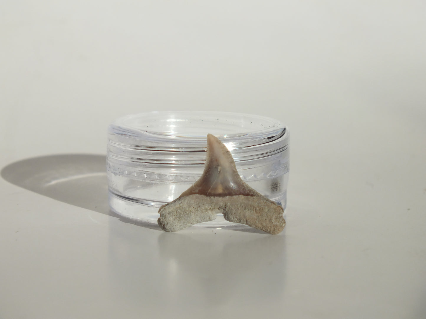 0.73" Dusky Shark Tooth (Lee Creek)