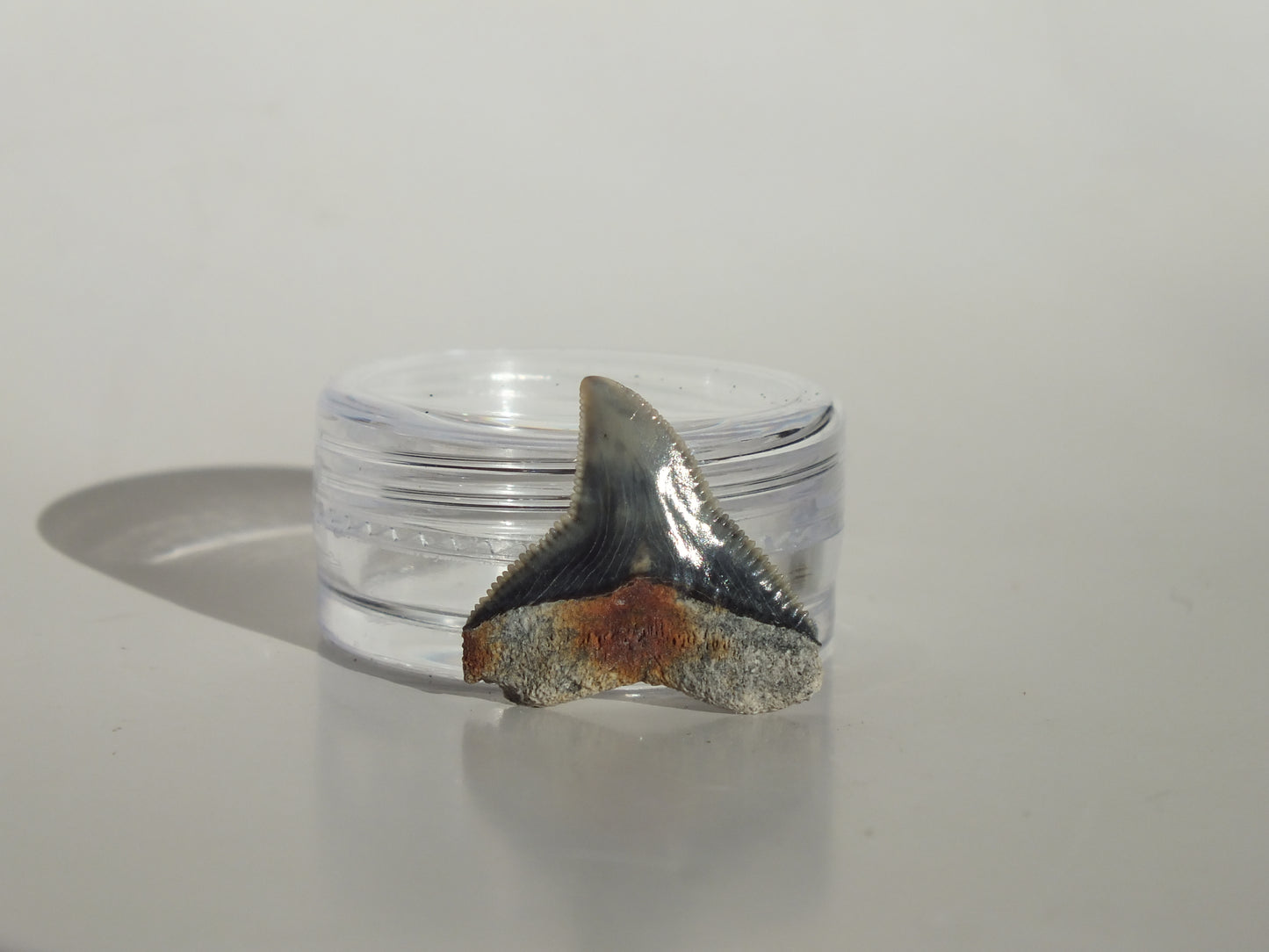 0.79" Dusky Shark Tooth (Lee Creek)