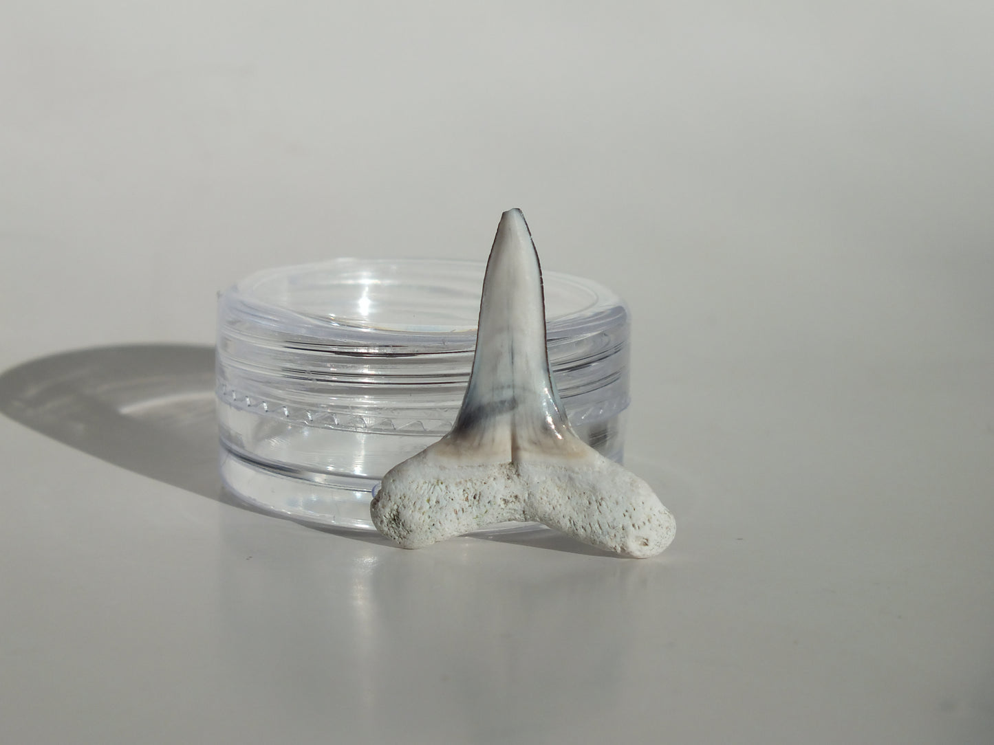 0.97" Fossil Lemon Shark Tooth (Bone Valley)