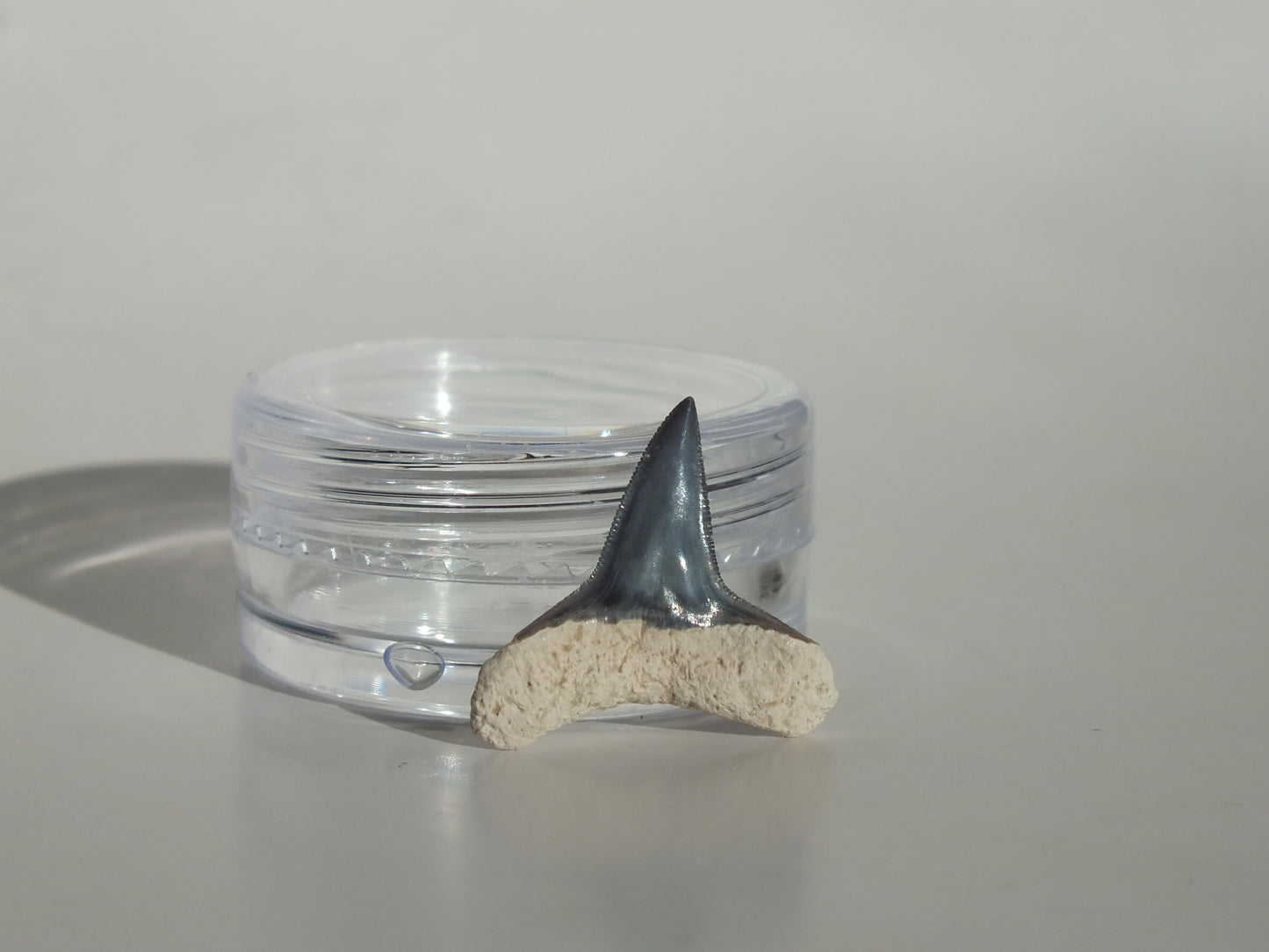 0.74" Fossil Lemon Shark Tooth (Bone Valley)