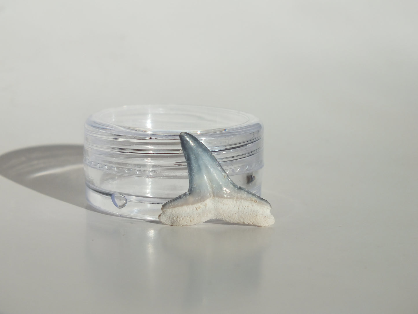 0.78" Fossil Lemon Shark Tooth (Bone Valley)