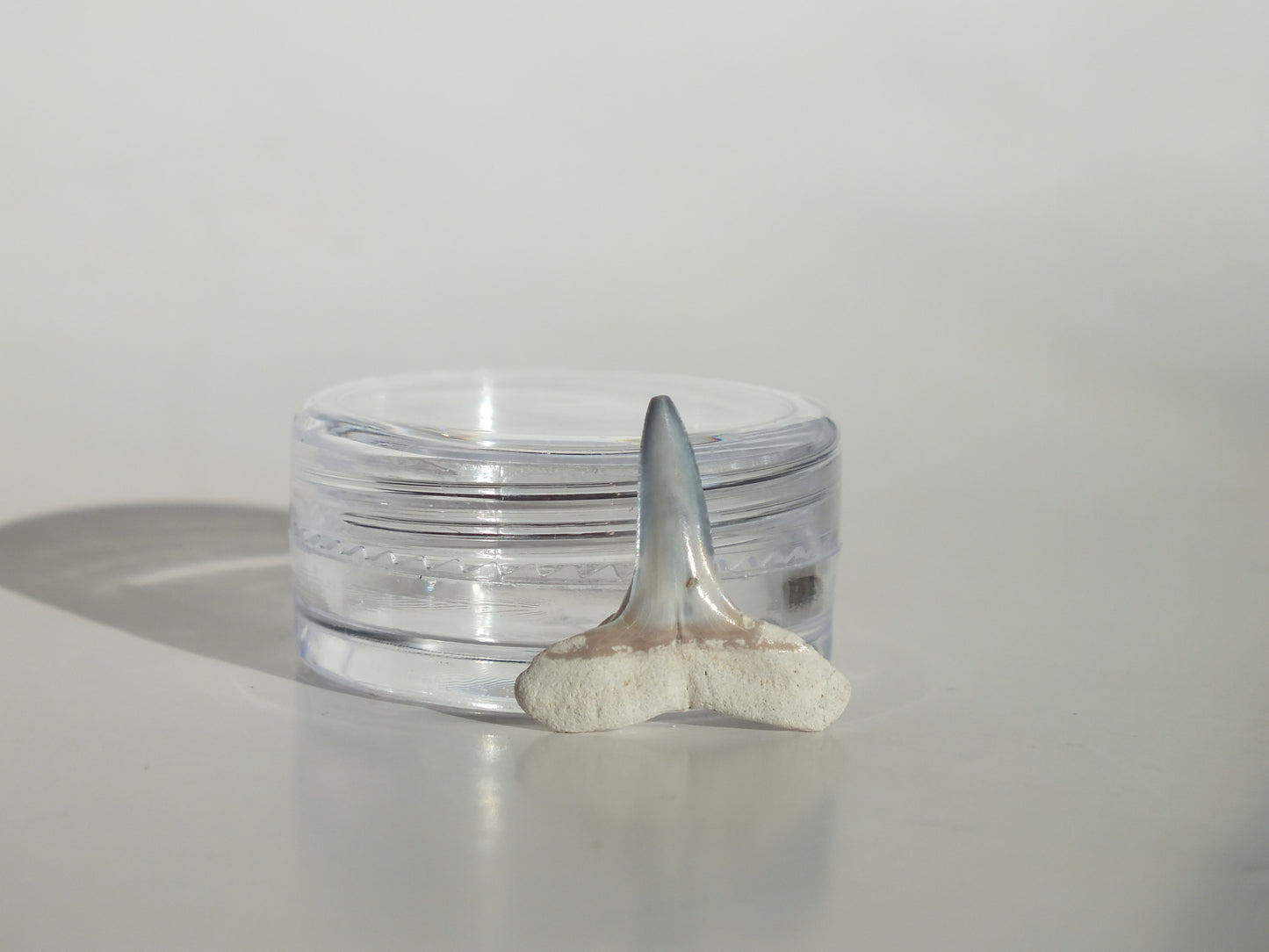 0.73" Fossil Lemon Shark Tooth (Bone Valley)