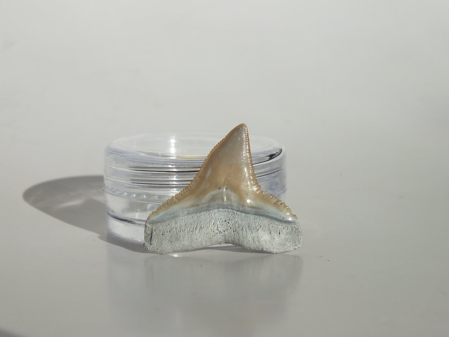 0.94" Bull Shark Tooth (Bone Valley)