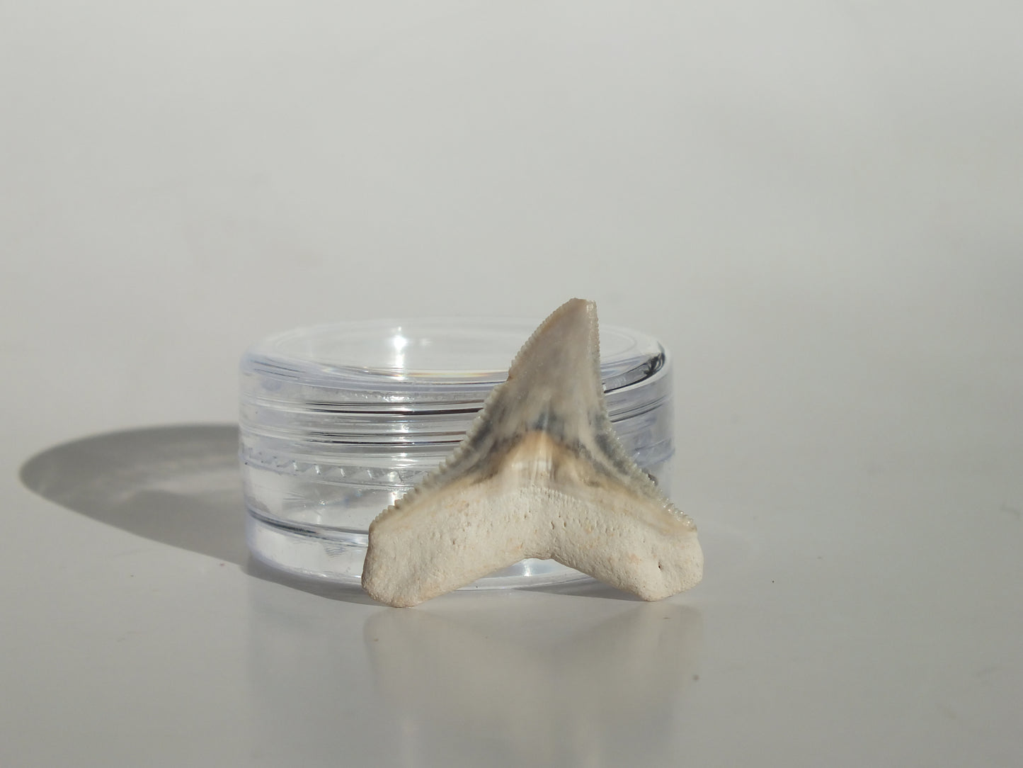 0.92" Bull Shark Tooth (Bone Valley)