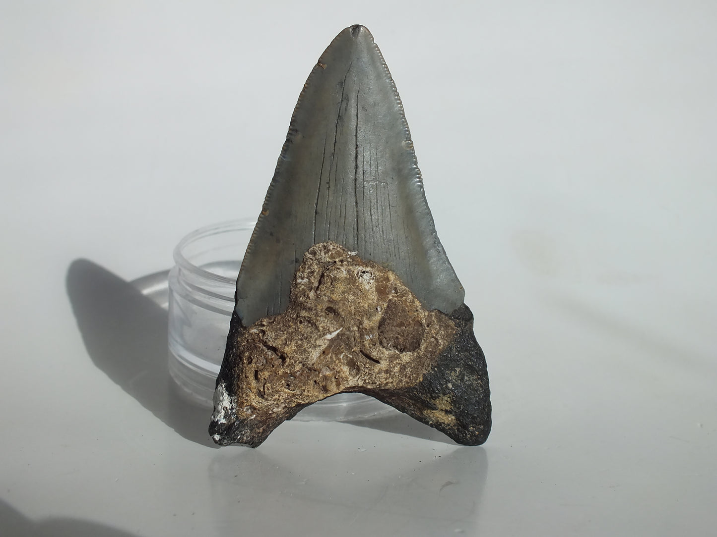 3.58" Megalodon Tooth