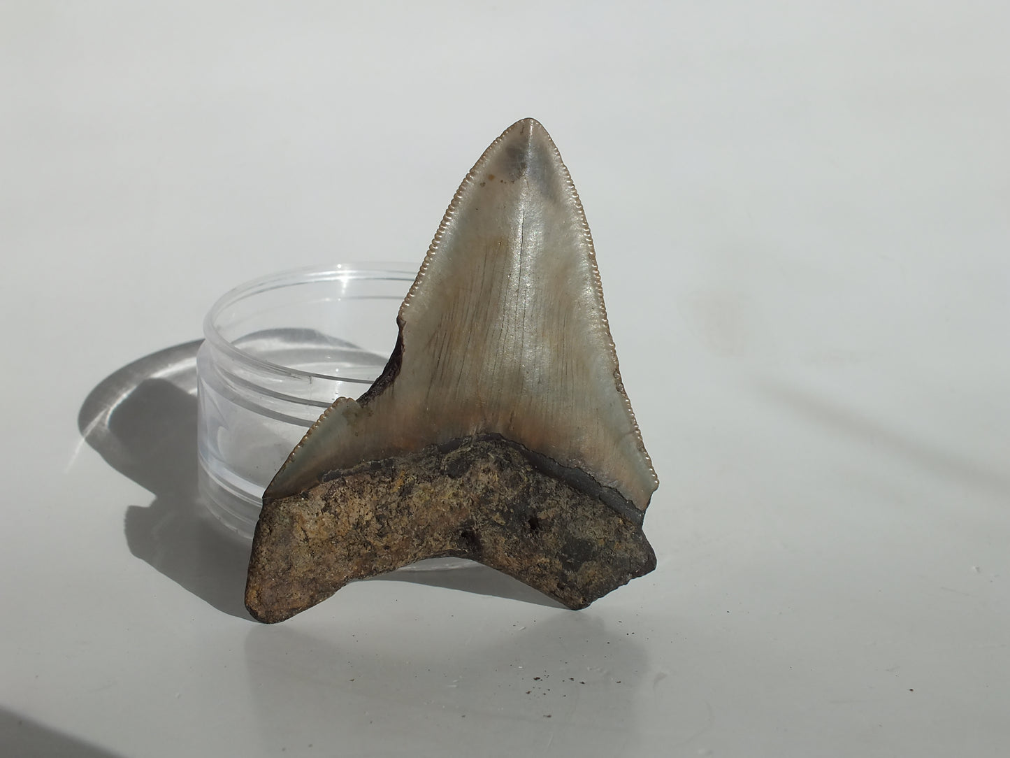 3.24" Megalodon Tooth