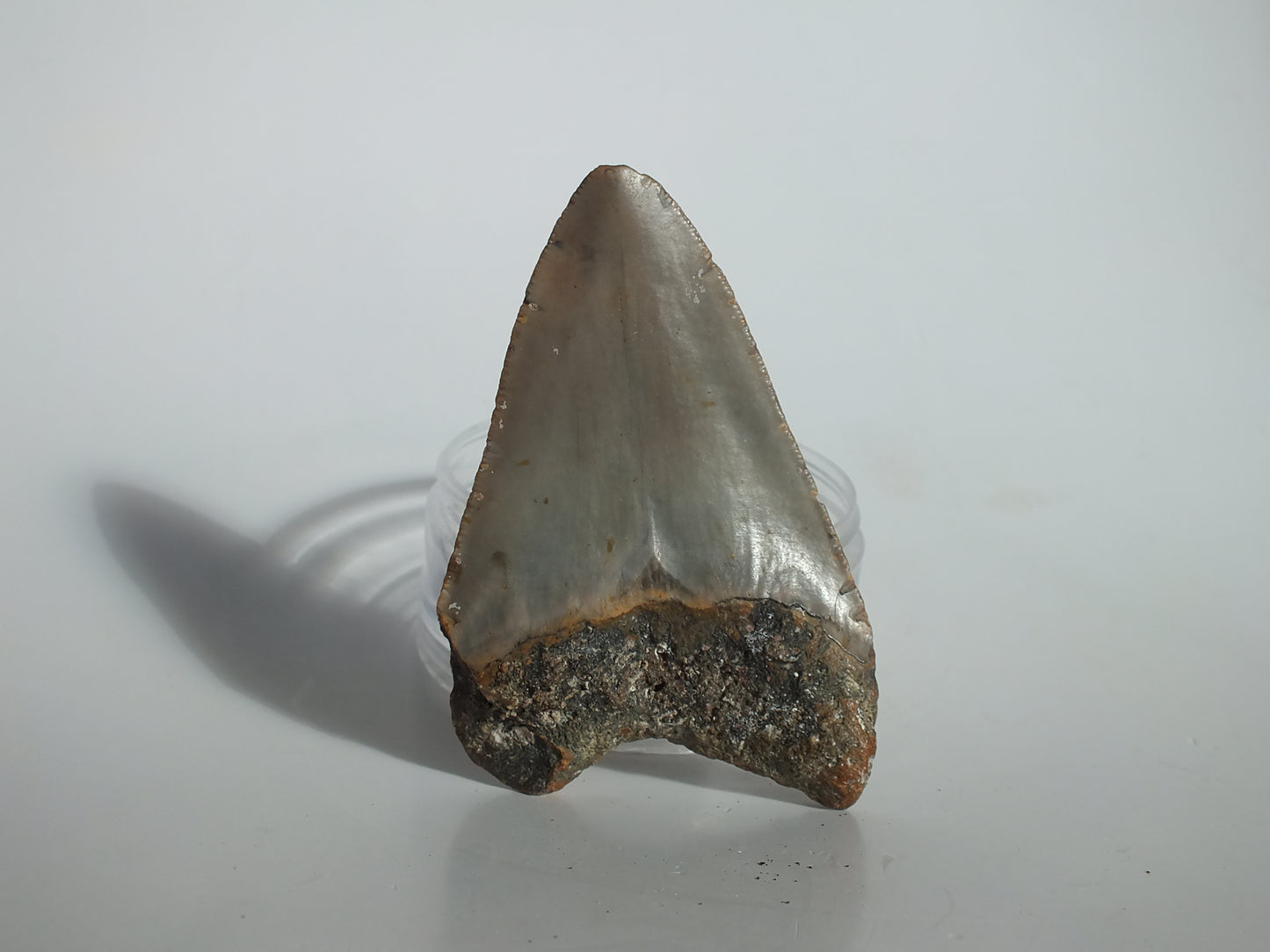 3.54" Megalodon Tooth