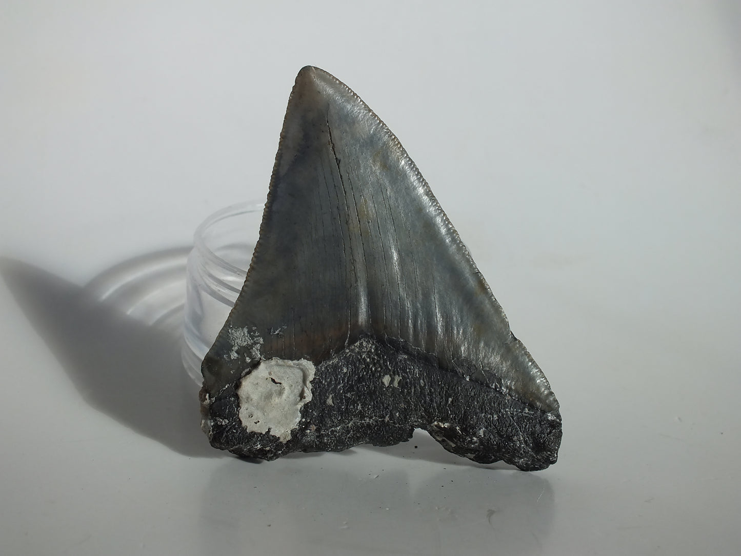 3.62" Megalodon Tooth