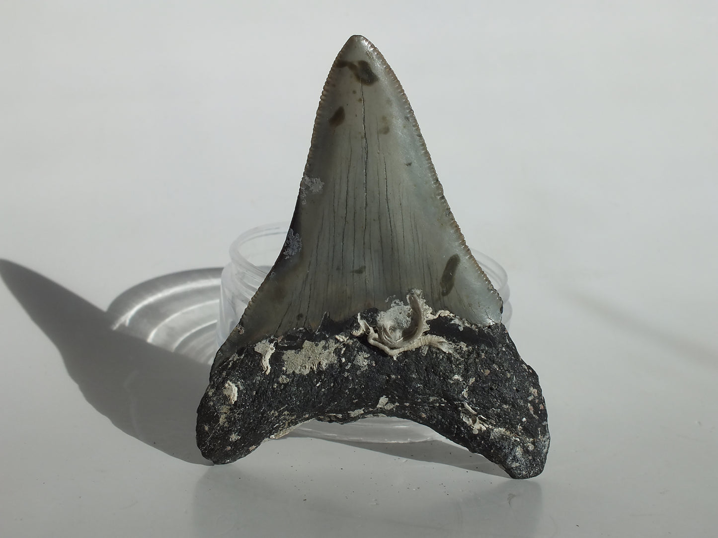 3.64" Megalodon Tooth