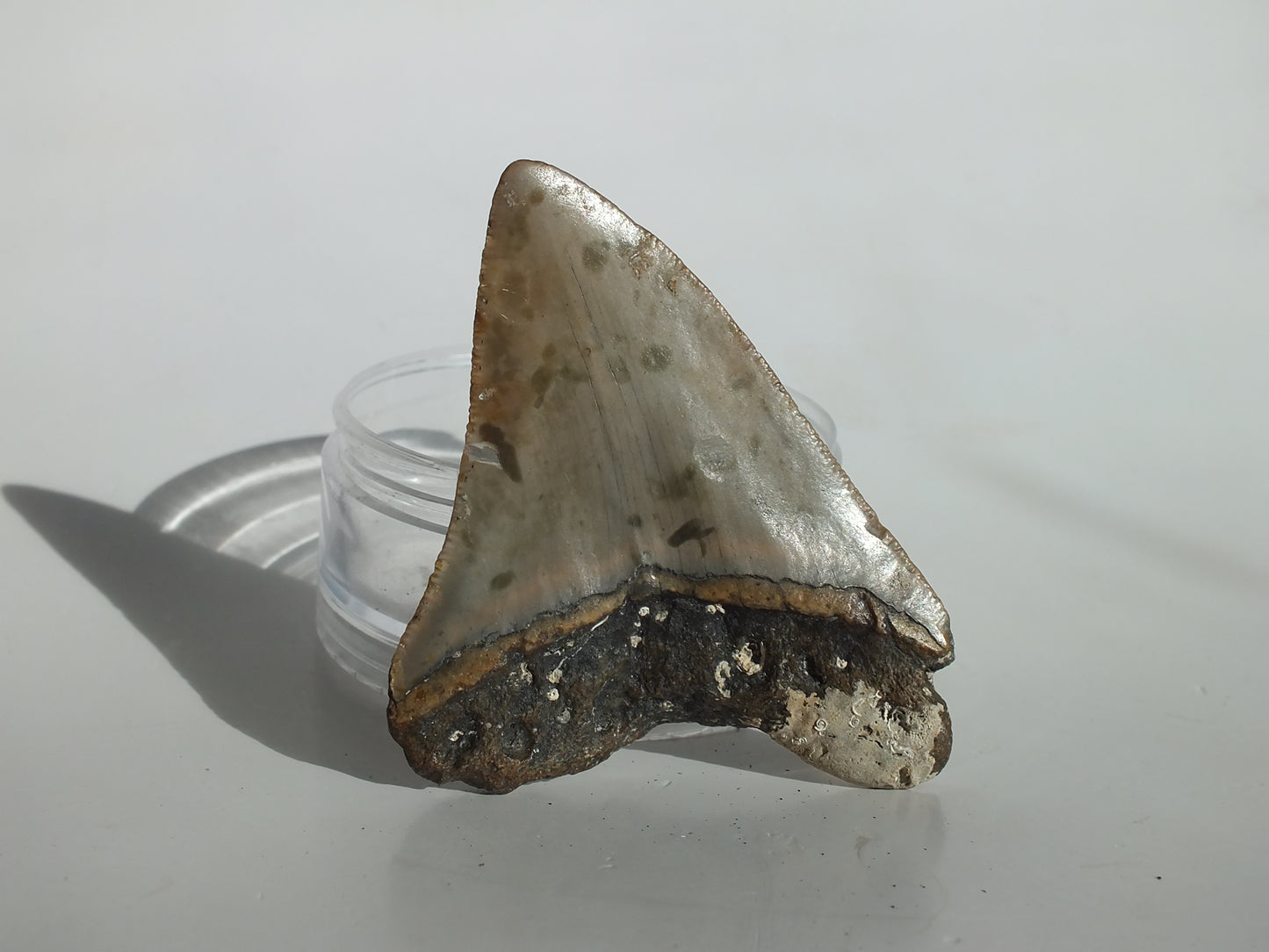 3.18" Megalodon Tooth