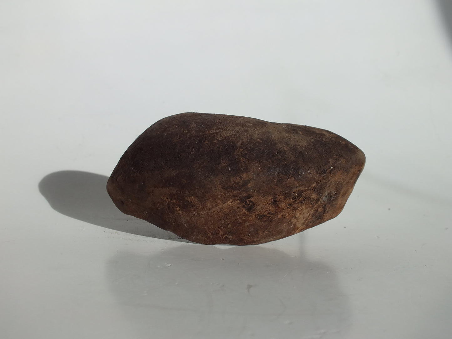 3.5" Pygmy Sperm Whale Ear Bone Fossil (Georgia)