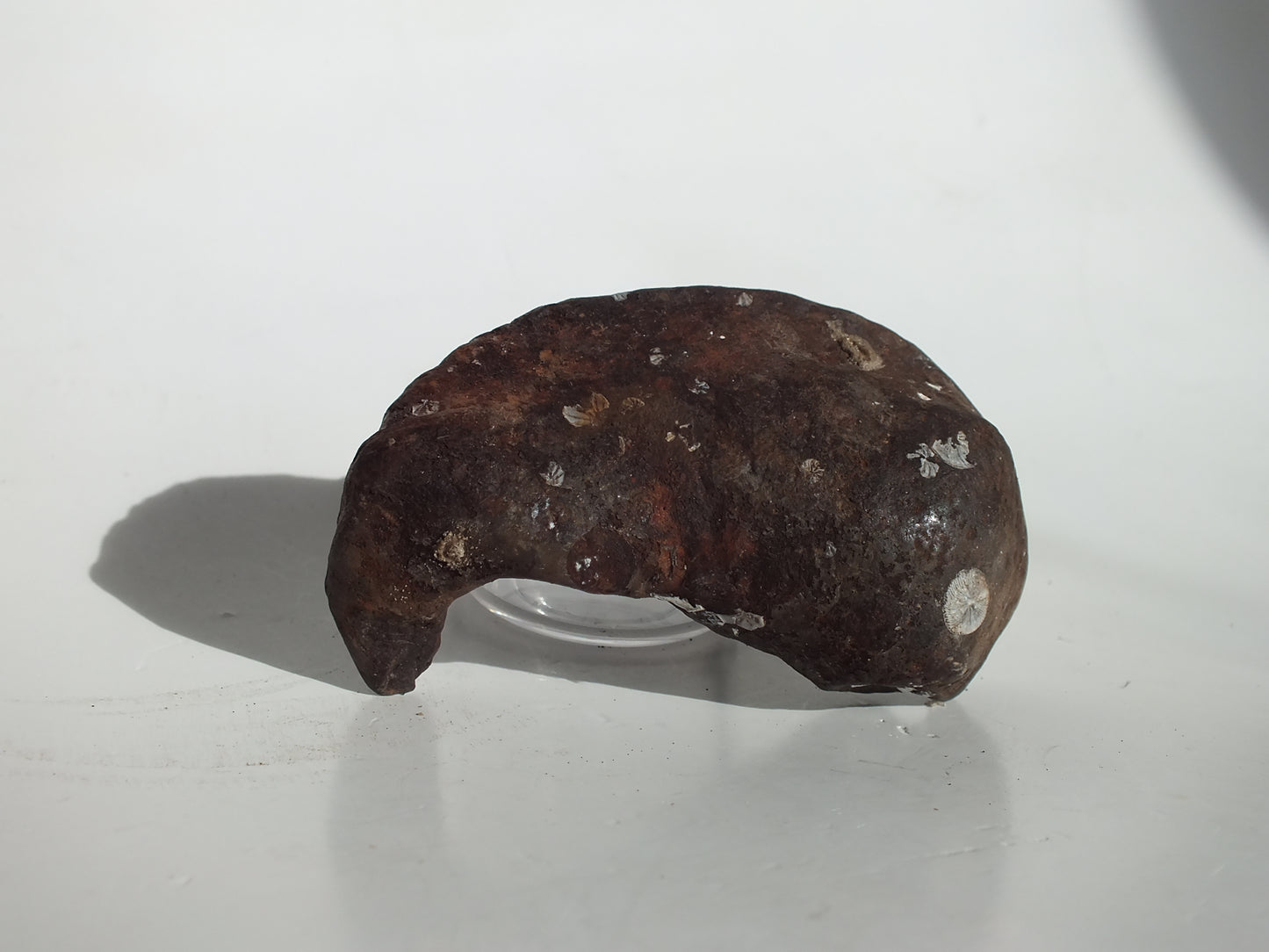 3.14" Pygmy Sperm Whale Ear Bone Fossil (Georgia)