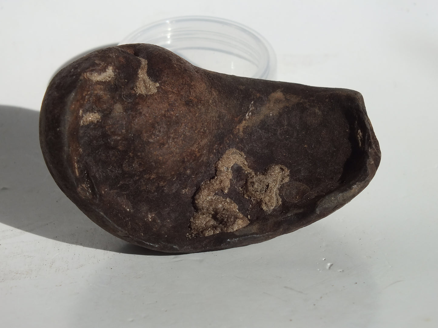 3" Pygmy Sperm Whale Ear Bone Fossil (Georgia)