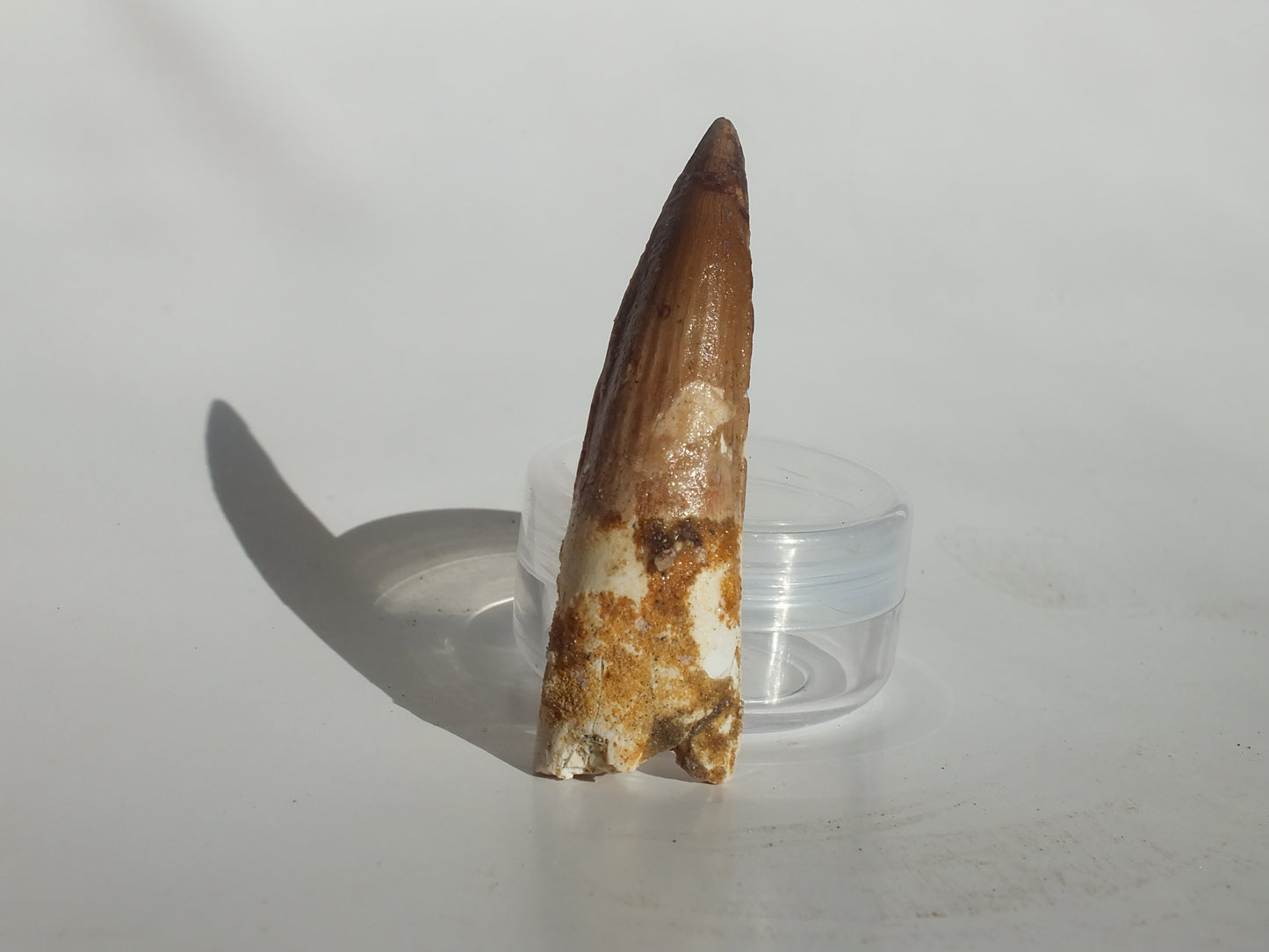 2.49" Spinosaurus Tooth (Morocco)