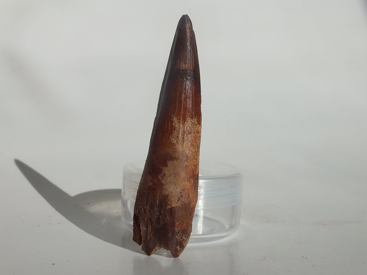 2.64" Spinosaurus Tooth (Morocco)