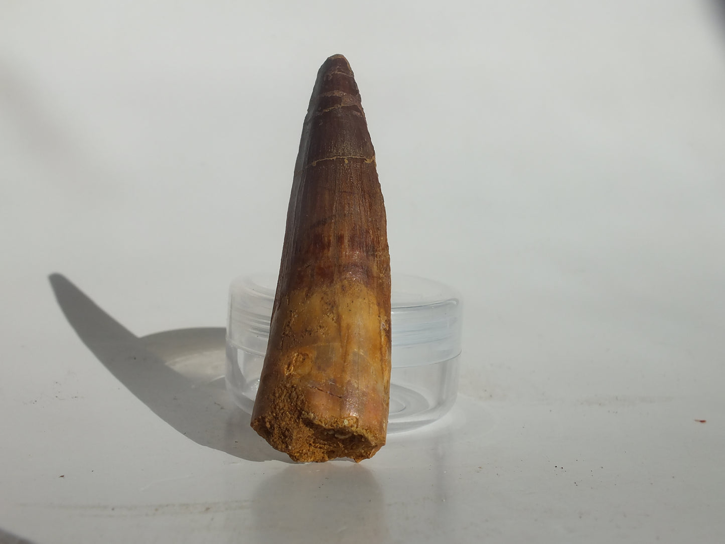 2.43" Spinosaurus Tooth (Morocco)