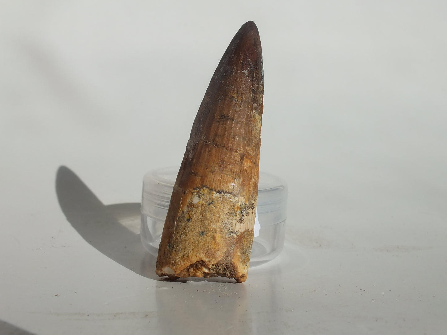 2.52" Spinosaurus Tooth (Morocco)