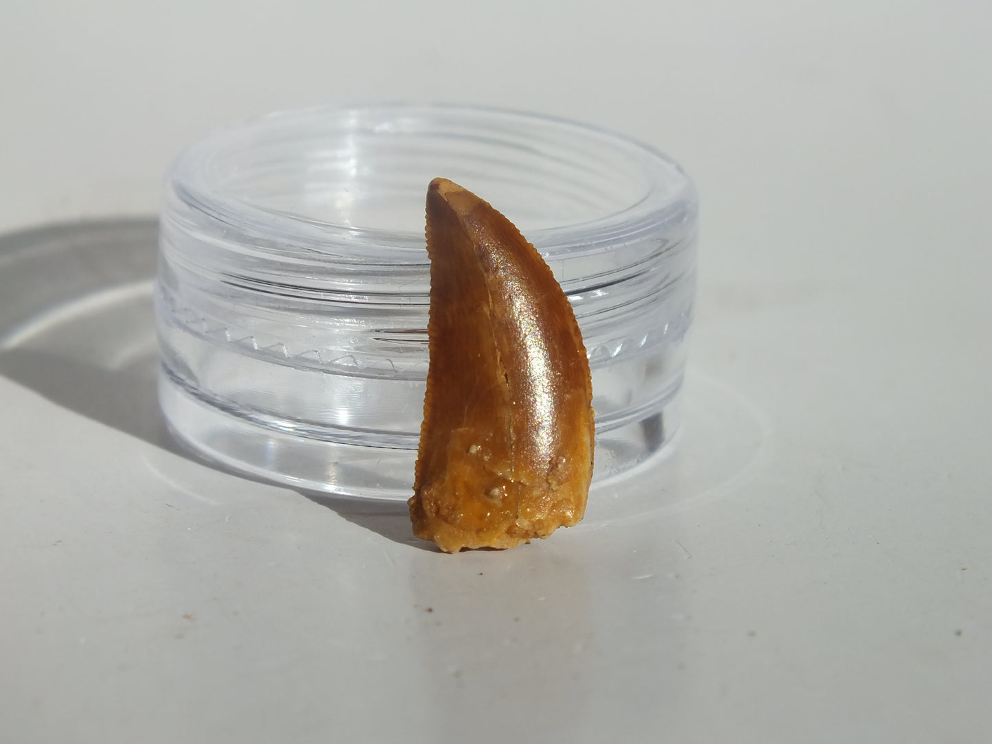 0.74" Abelisaurus Tooth (Morocco)