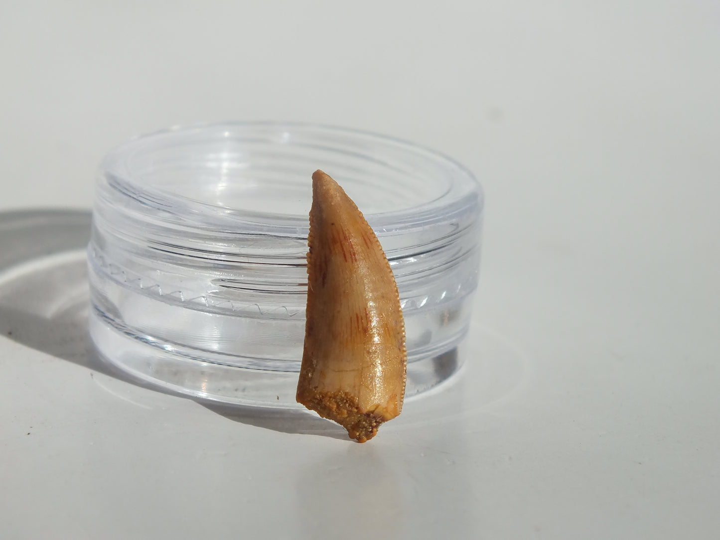 0.74" Abelisaurus Tooth (Morocco)