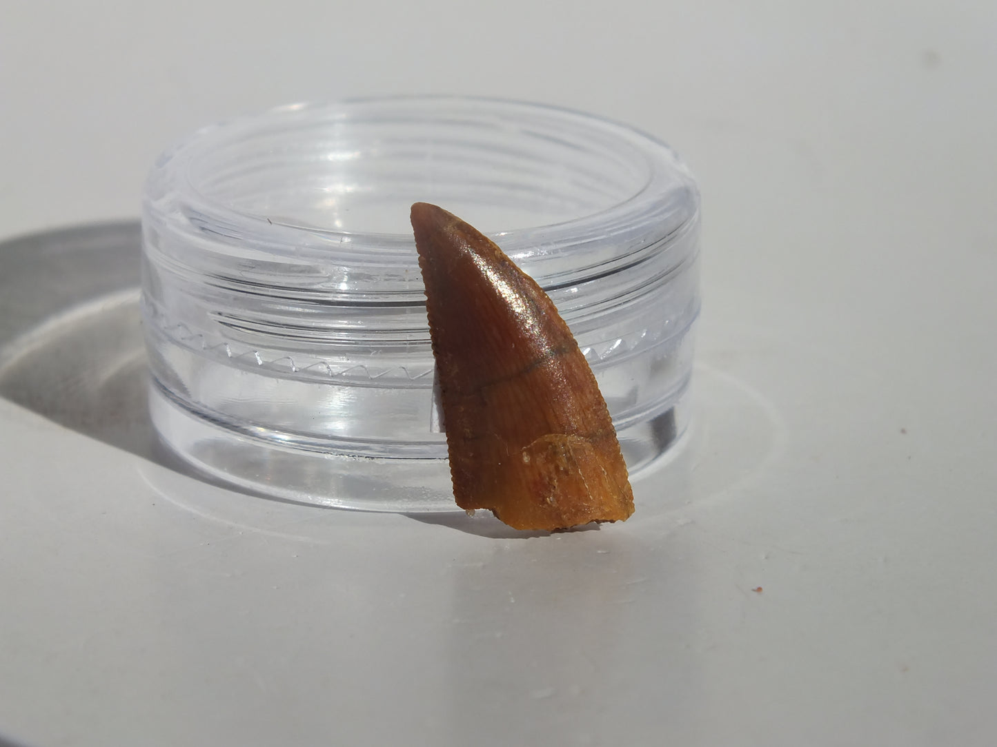 0.73" Abelisaurus Tooth (Morocco)