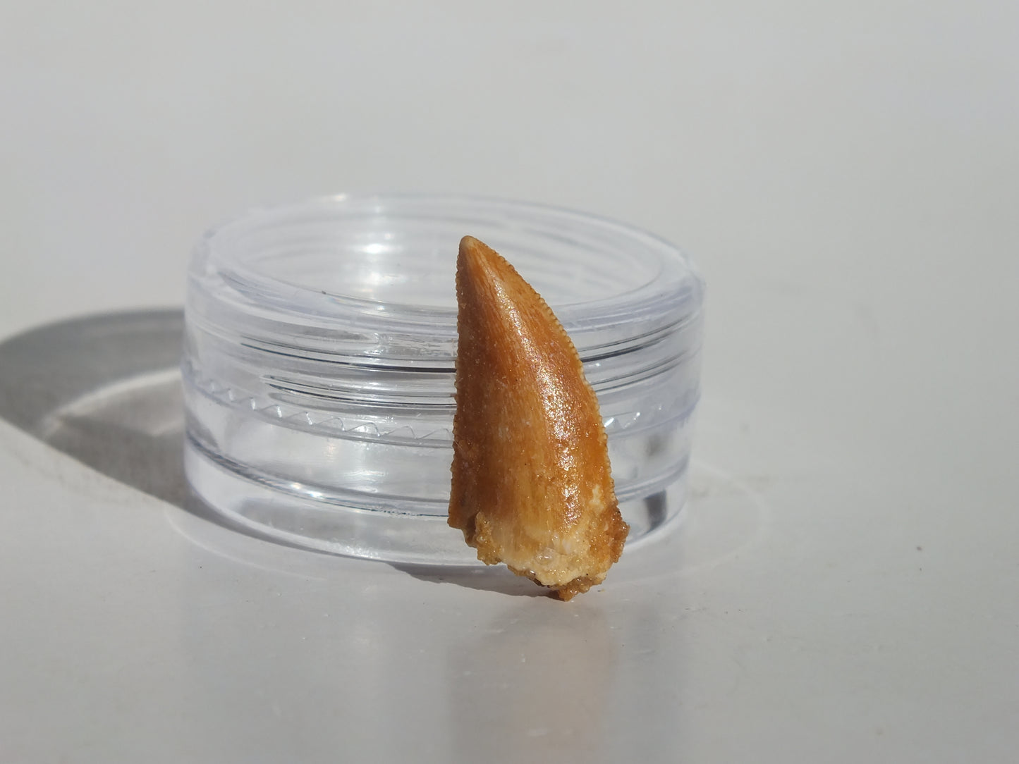 0.76" Abelisaurus Tooth (Morocco)