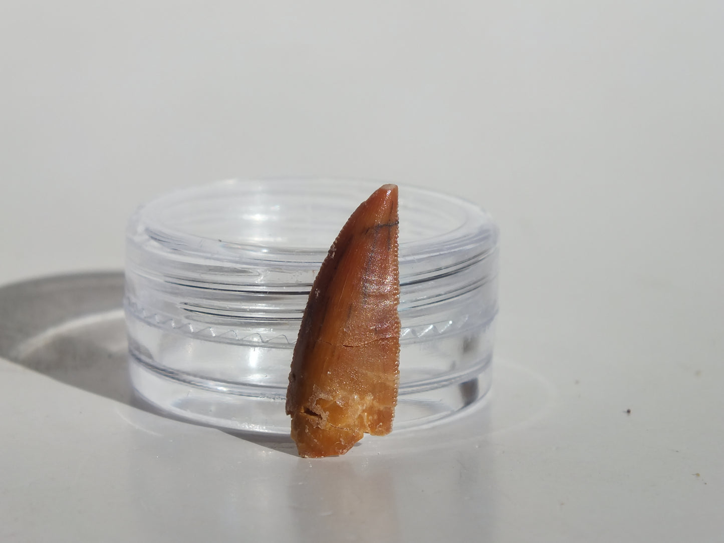 0.8" Abelisaurus Tooth (Morocco)