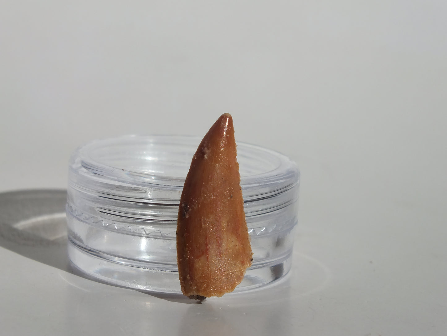 0.85" Abelisaurus Tooth (Morocco)