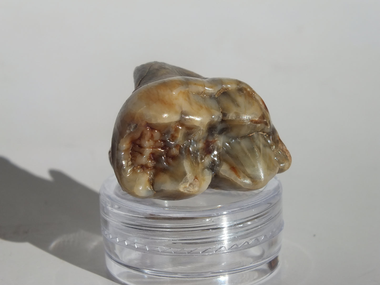 1.22" Cave Bear Molar (Romania)