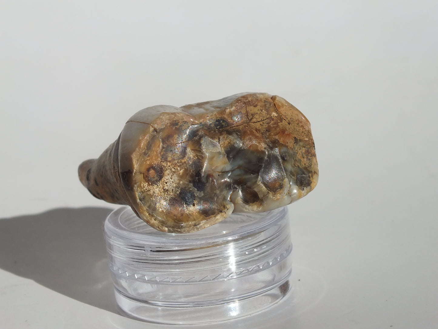 1.67" Cave Bear Molar (Romania)