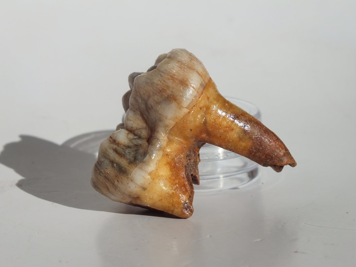 1.58" Cave Bear Molar (Romania)