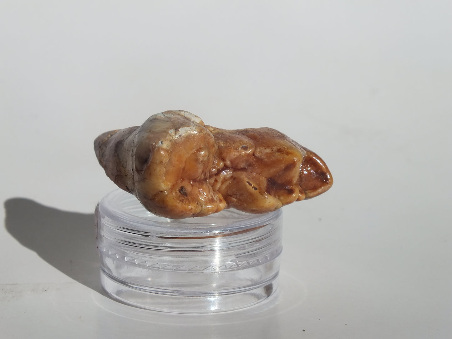 1.53" Cave Bear Molar (Romania)