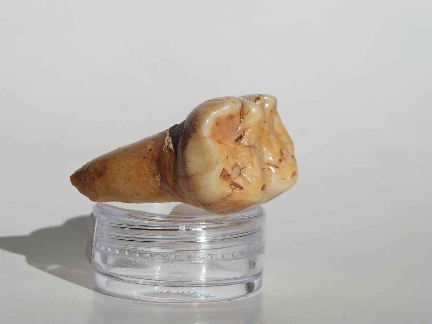 1.52" Cave Bear Molar (Romania)