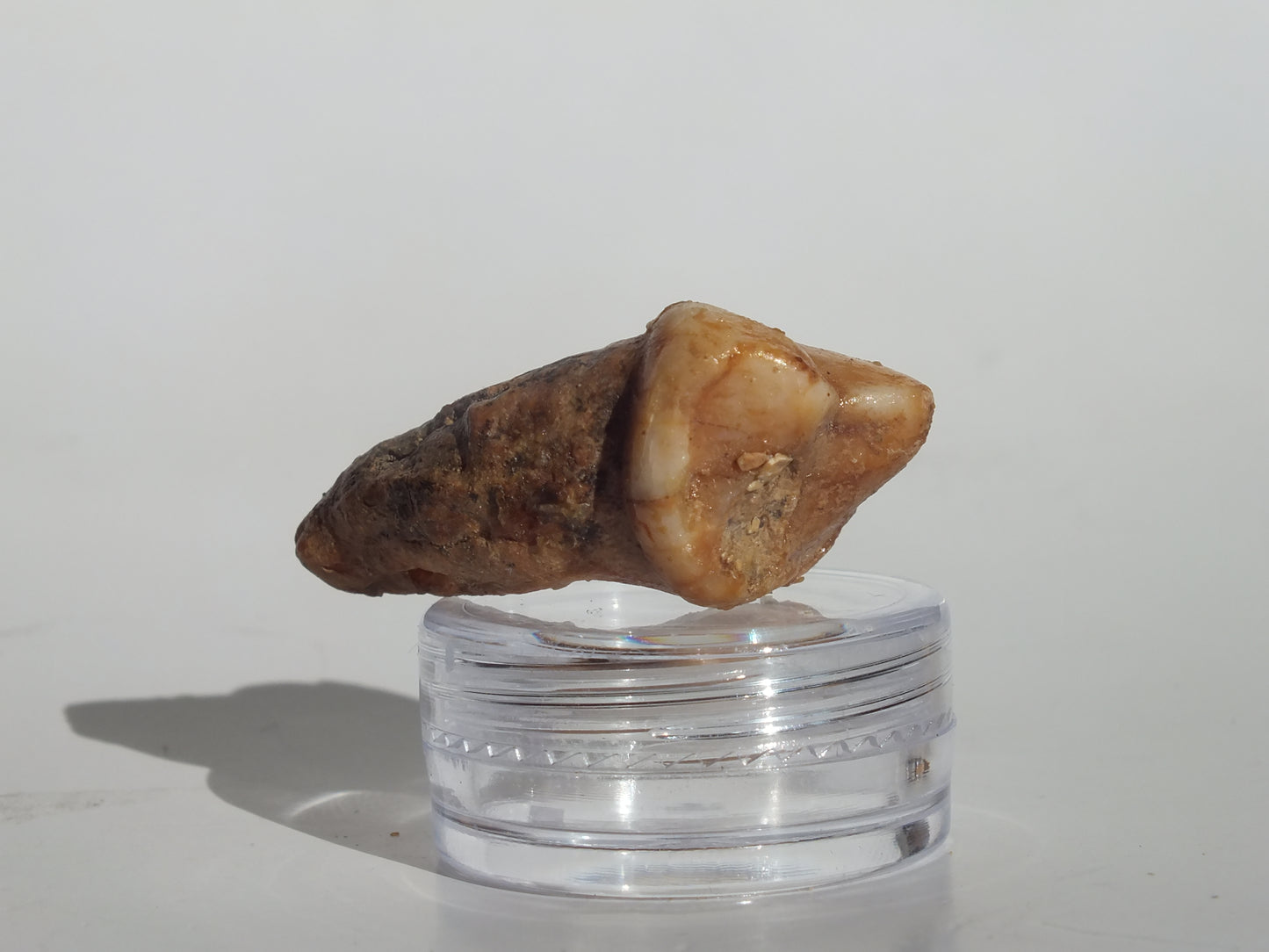 1.49" Cave Bear Molar (Romania)