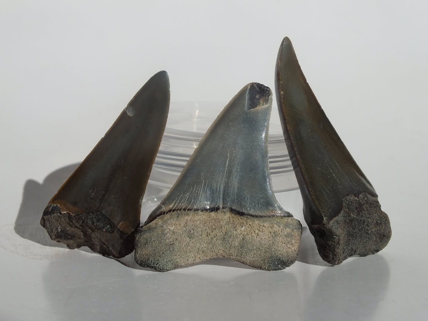 Bundle 3 Hastalis Teeth (Belgium)