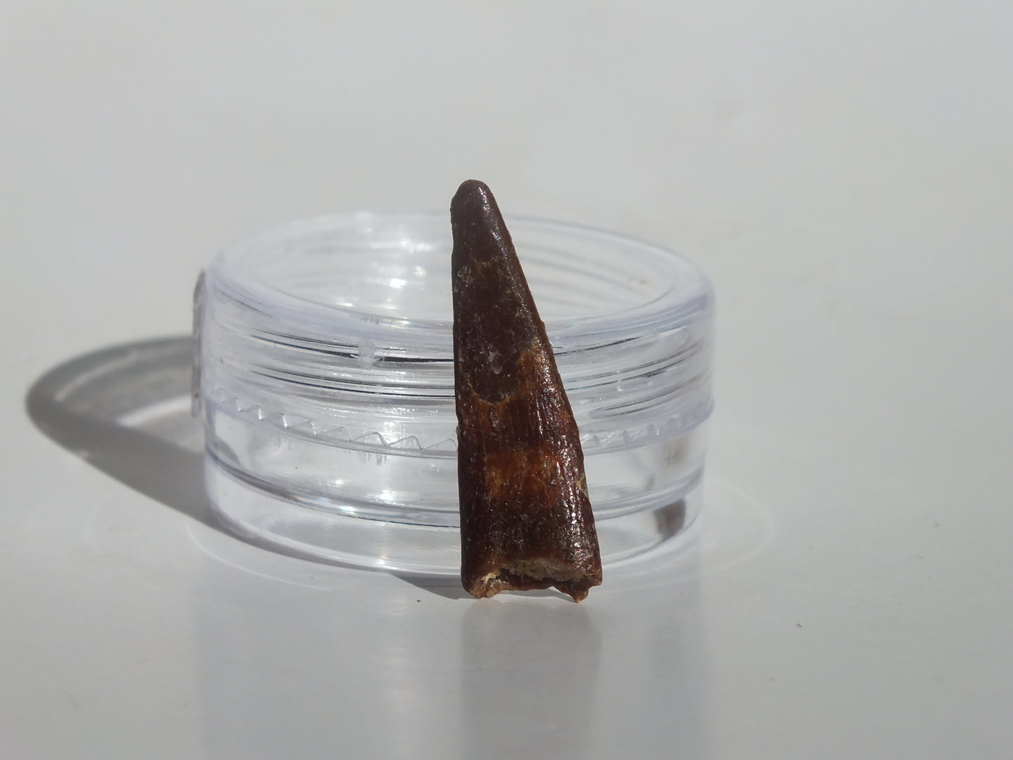 0.93" Pterosaur Tooth (Morocco)