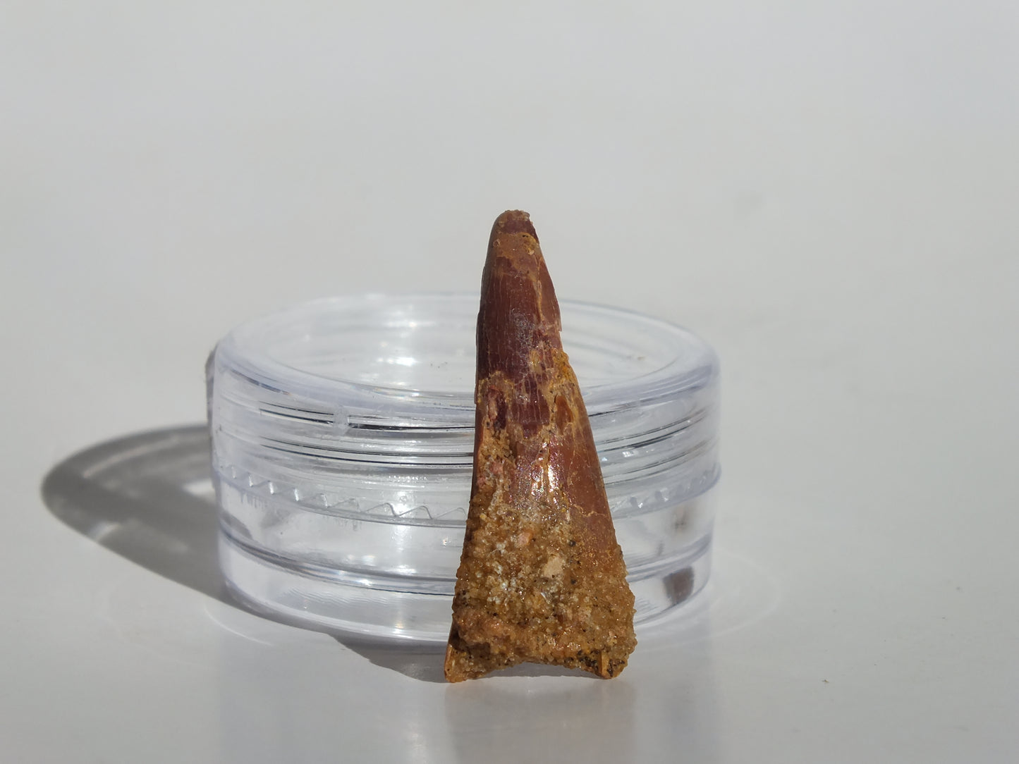 1" Pterosaur Tooth (Morocco)