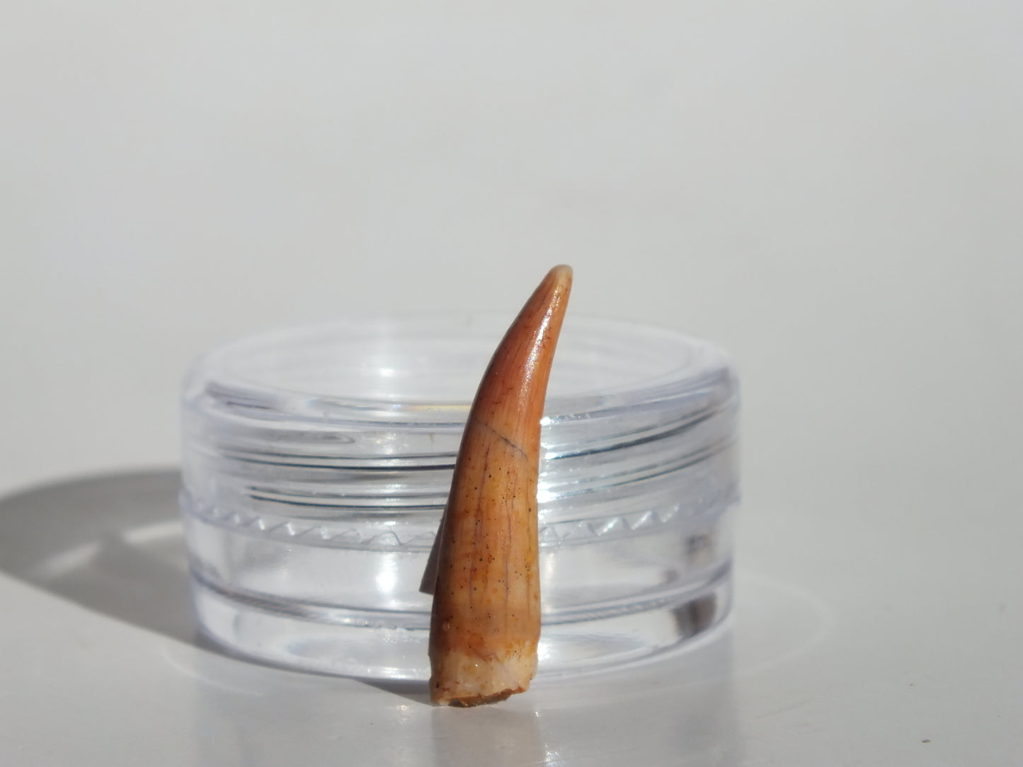0.86" Pterosaur Tooth (Morocco)