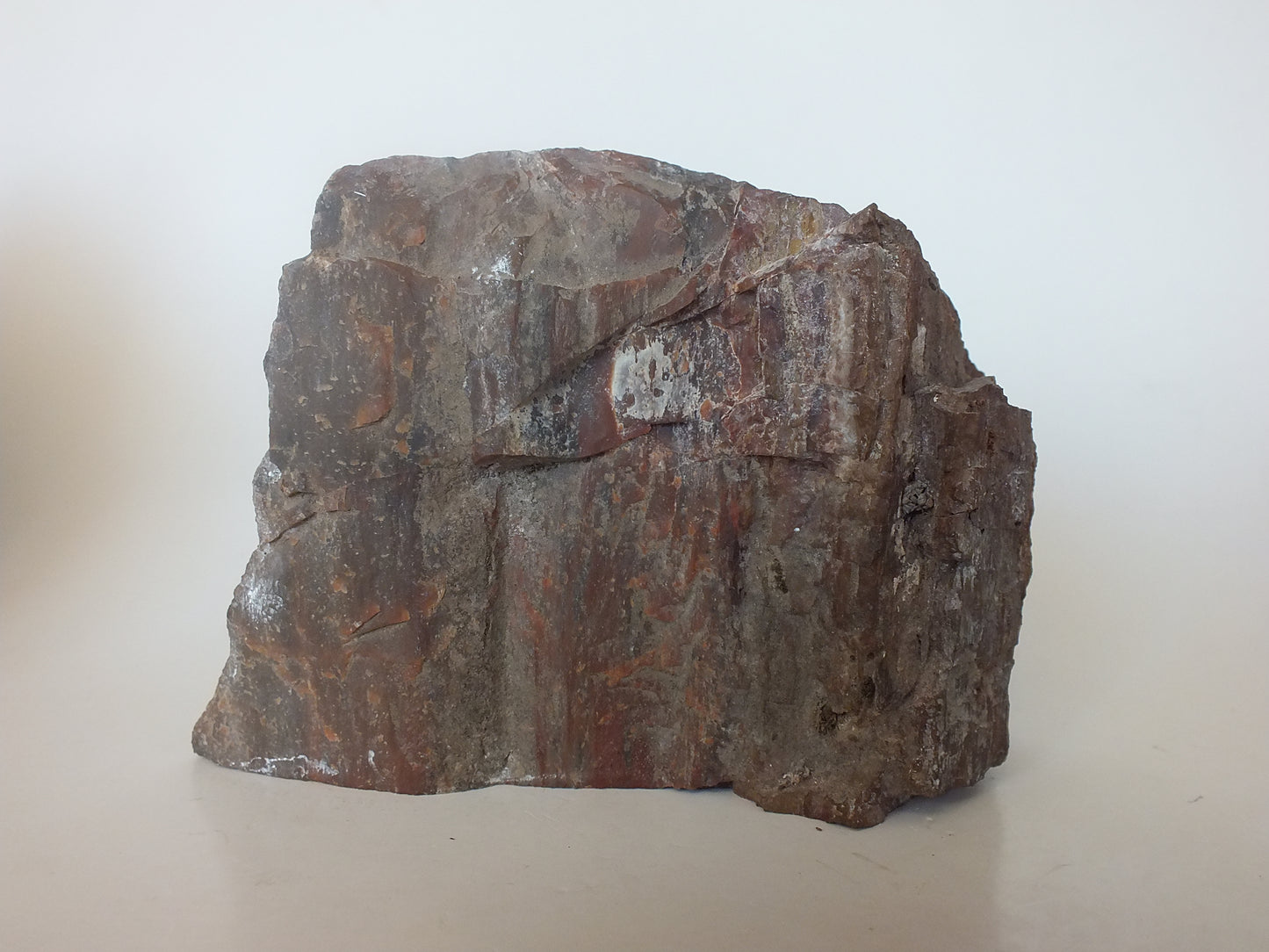 1.02Lbs Polished Petrified Wood