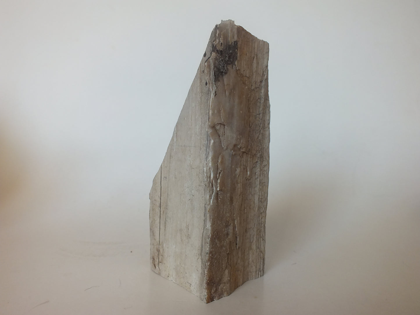 371g Polished Petrified Wood