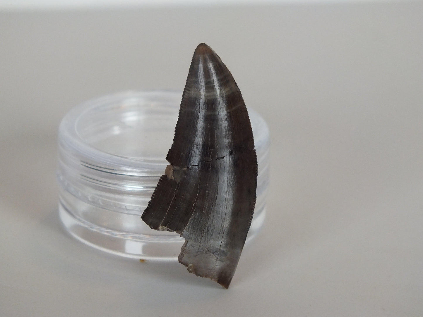1.26" Tyrannosaurus Tooth (Judith River)