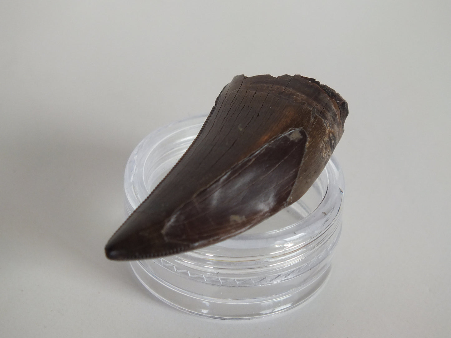 1.54" Tyrannosaurus Tooth (Judith River)