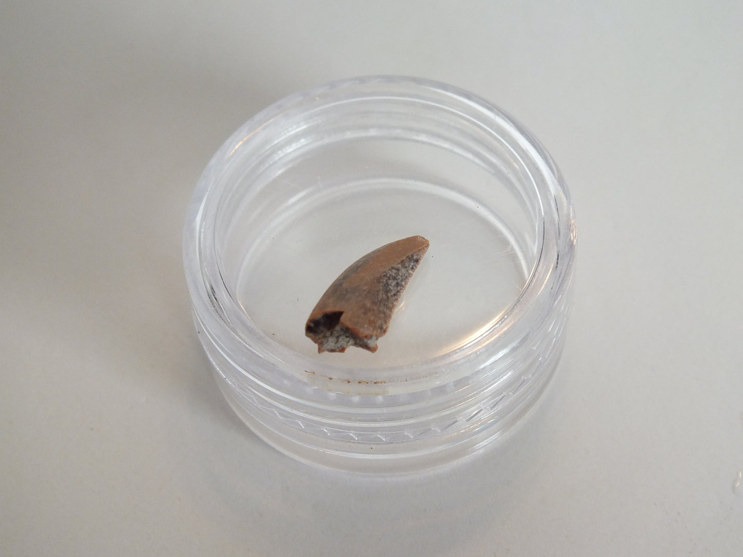 0.48" Dromaeosaurus Raptor Tooth (Judith River)
