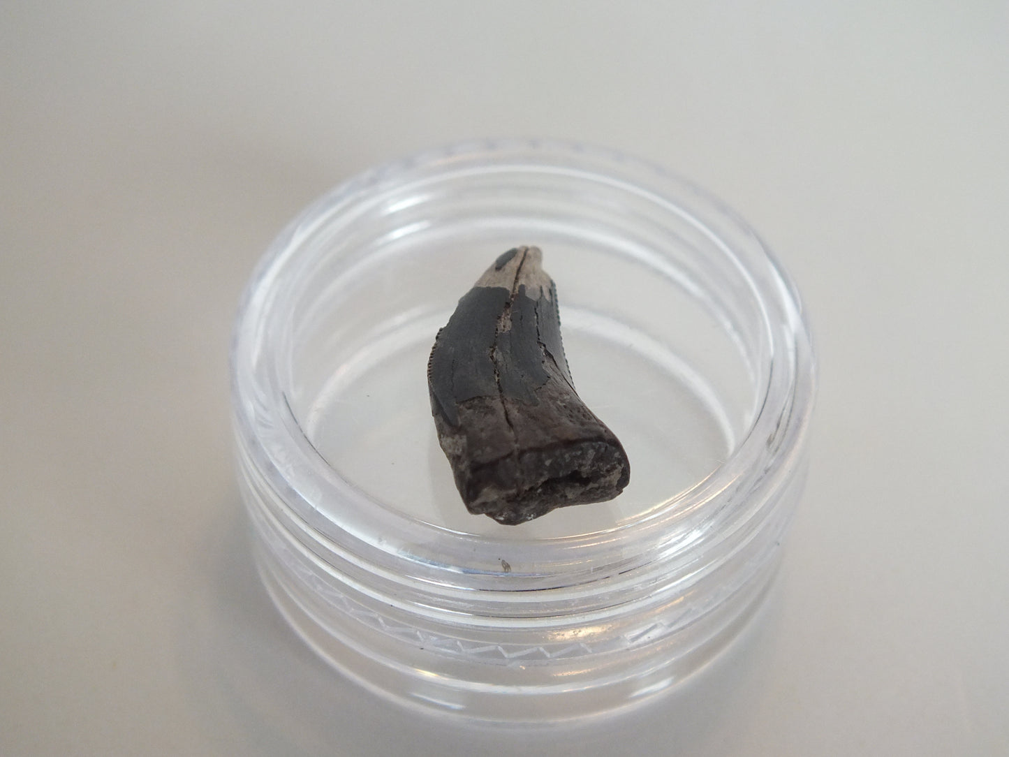 0.7" Tyrannosaurus Tooth (Judith River)